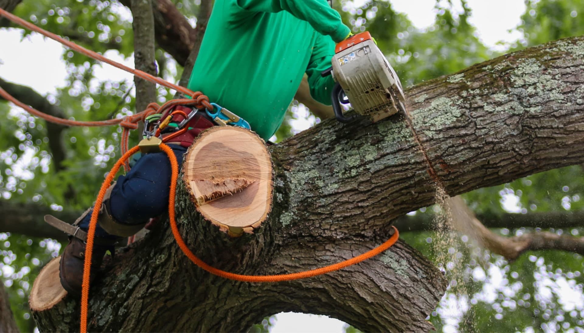 Shed your worries away with best tree removal in Queens