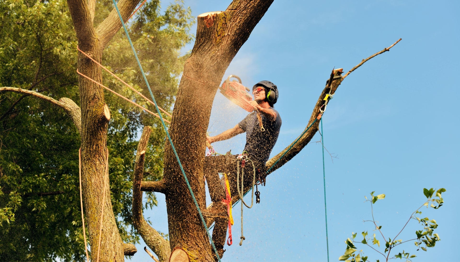 Get rid of tree problems with the expert tree removal contractors in Queens