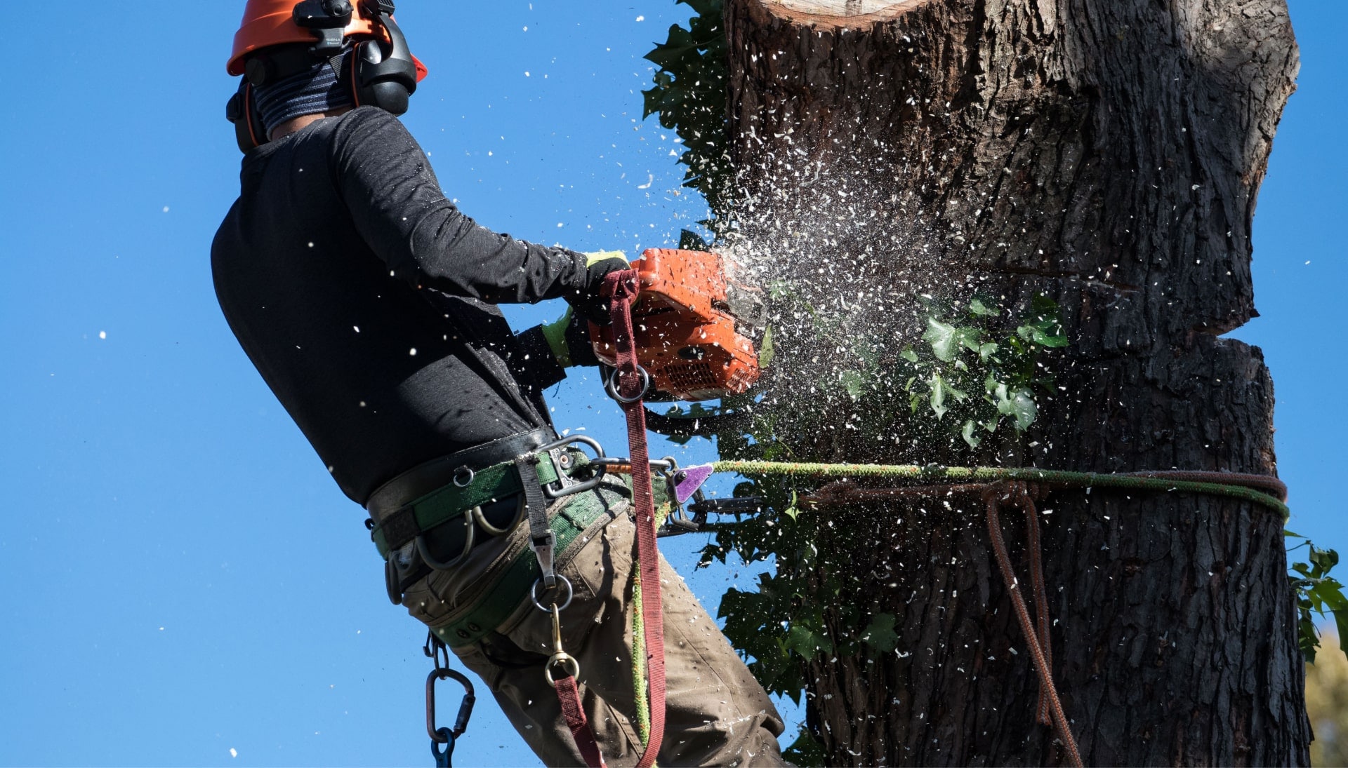 Professional Tree removal solutions in Queens
